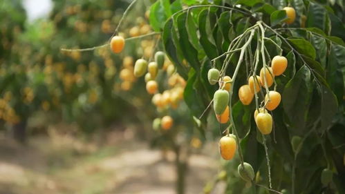 云浮︱吃完荔枝該吃黃皮了 日常鮮甜 日常爽脆 已經沒法概括它的好