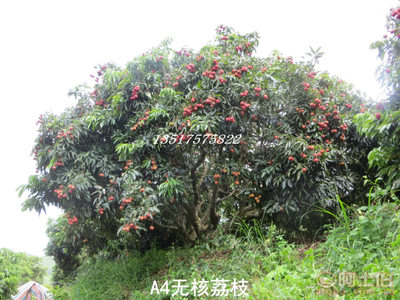 【供應A4無核荔枝苗無核率高達98%以上果樹苗】靈山縣武利鎮(zhèn)果豐果苗場 - 產(chǎn)品庫