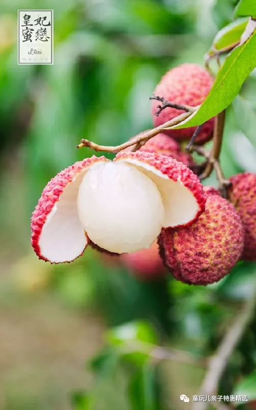 非轉(zhuǎn)基因多吃不上火,個(gè)大汁多無(wú)核荔枝