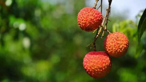 今年荔枝大豐收 深圳最新最全荔枝采摘地圖,組隊(duì)走起