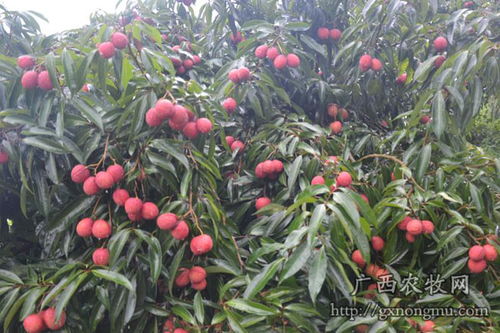 靈山縣萬興荔枝種植合作社 廣西荔枝名果,喜迎八方客商