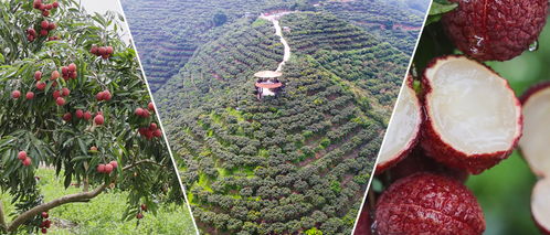 屏邊 甜蜜產(chǎn)業(yè) 興 群眾日子旺