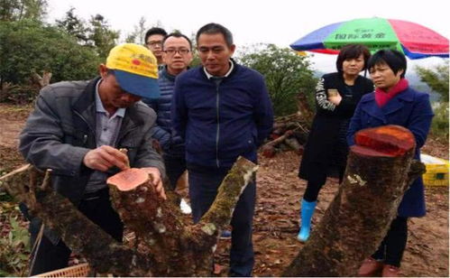 無核荔枝吃過嗎 種植起來不算難,產量比普通荔枝高