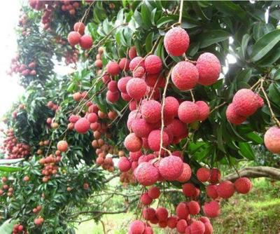 無核荔枝 靈山荔枝之鄉的珍貴樹苗