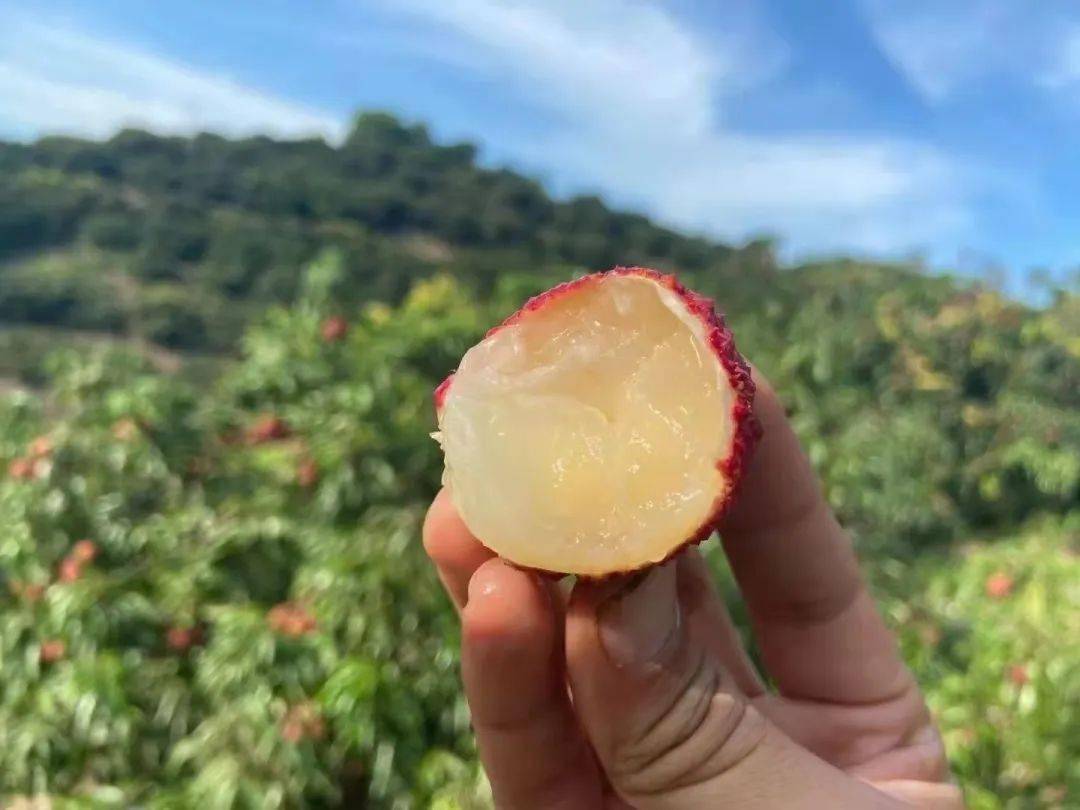 靈山桂味無核荔枝 百年老樹饋贈的爆汁清甜