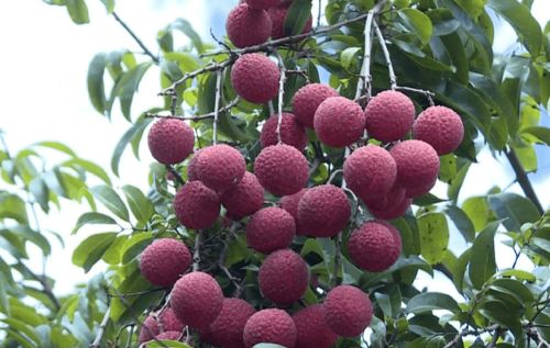 陽江新添“國字號(hào)”農(nóng)產(chǎn)品，無核荔枝成吃貨新寵